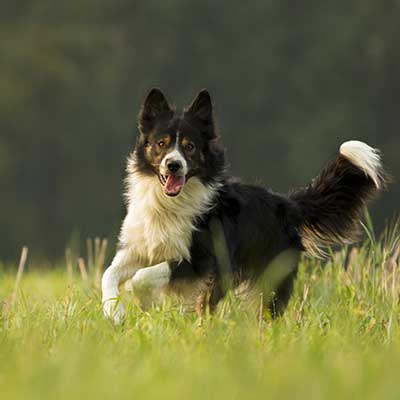 Animal Yeast Supplements
