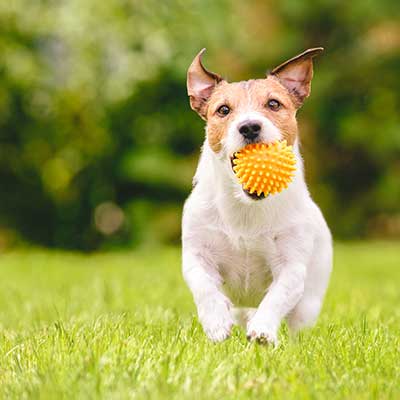 Animal Yeast Supplements
