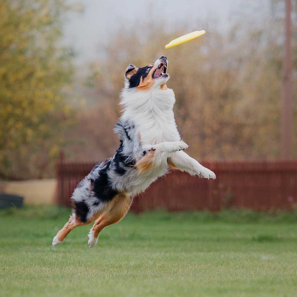 Animal Yeast Supplements