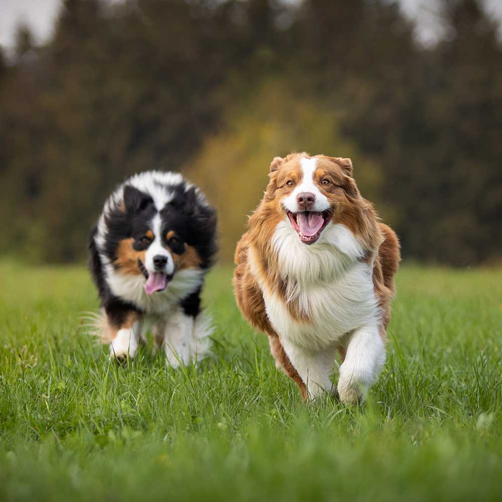 Animal Yeast Supplements